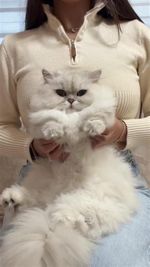 SpongeBob Dance with Yuki the Munchkin Cat