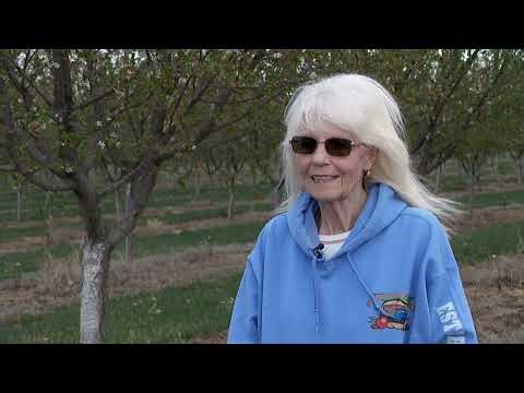 Orchard farmer gets emotional sharing possible effects of upcoming cold snap