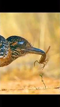This Roadrunner Fights a Snake to Protect Its Chick. But the Snake Has a Trick