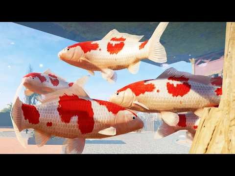 Planet Zoo 2 - Koi Gameplay (PS5 UHD) [4K30FPS]