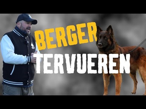 BERGER TERVUEREN IL ATTAQUE LE CHEVREUIL : STRESS, PRÉDATION, MAUVAISE EXPÉRIENCE LE PUZZLE COMPLET