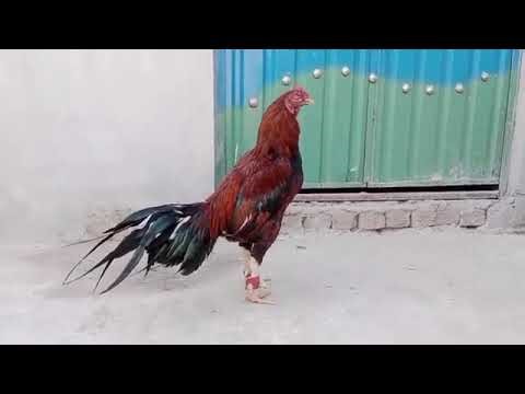 Lakha VS Java aseel murga fight||aseel murga 🐓