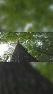 This Oak Tree is Absolutely Massive #outdoors #forest