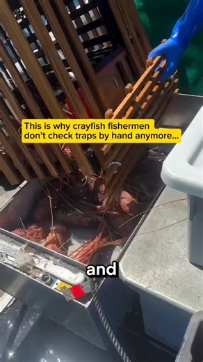 This Machine Pulls Up TONS of Crayfish in Seconds 😱🦞 #fishing #shorts #crayfish