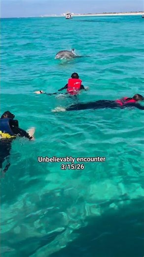 Shell Island Dolphin Tours I Panama City Beach #ytshorts #fyp #shorts #pcb #dolphin