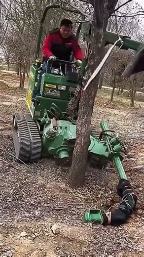 Digging up ornamental trees in the nursery process