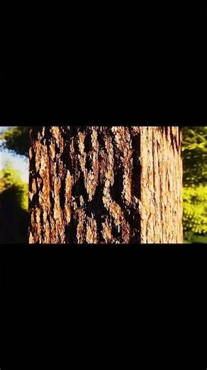 minecraft RTX Shader Edit !WOW ! #HyperRealisticMinecraft #MinecraftVsReality #MinecraftShaders