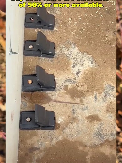 Effective PAMAX Mouse Traps for Home Pest Control