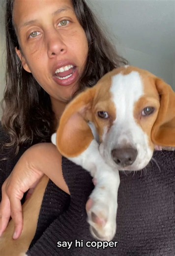 Beagle puppy hiking tips: Train your puppy for hiking (10-mile goal)