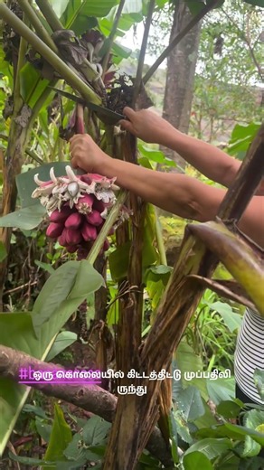 Do you know the secret of the Pink Banana?