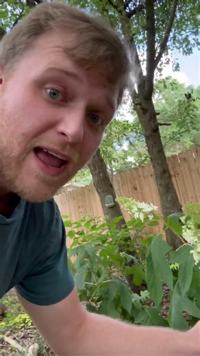 Ellen Huff oakleaf hydrangea is a native cultivar known for its vigor and extra large blooms!