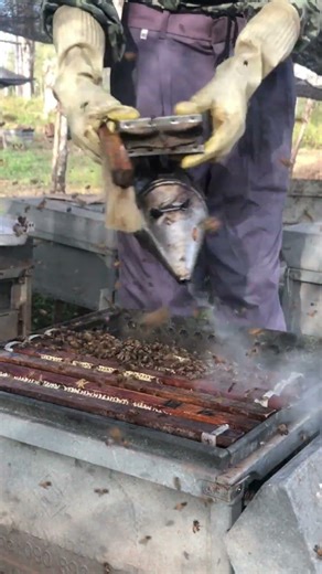 Honey Ready to Harvest Now 🍯🐝 #Shorts