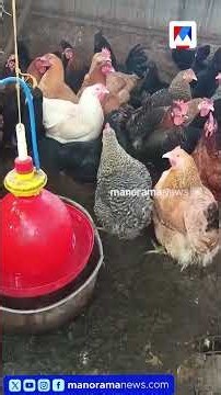 ആലപ്പുഴ, കോട്ടയം ജില്ലകളിൽ പക്ഷിപ്പനി സ്ഥിരീകരിച്ചു ​|Birdflue