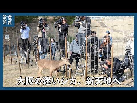 大阪の迷いシカ、新天地へ