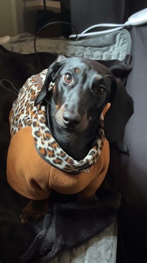The sass... first thing in the morning with this little sausage!