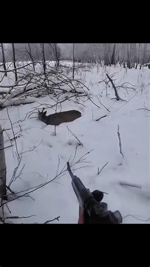 Hunting Deer Resting on a Snow#hunting#chasse#охота#animalhunting#huntinglife#deerhunting#animals