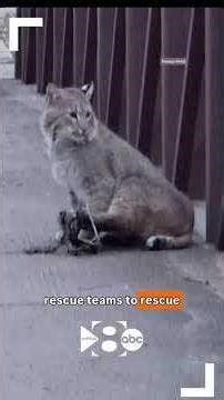 Injured Bobcat Spotted in Plano Park