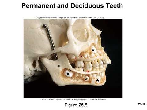 Chapter 25 Digestive System MicroLecture 2 Digestive System Structures and Function Part 1