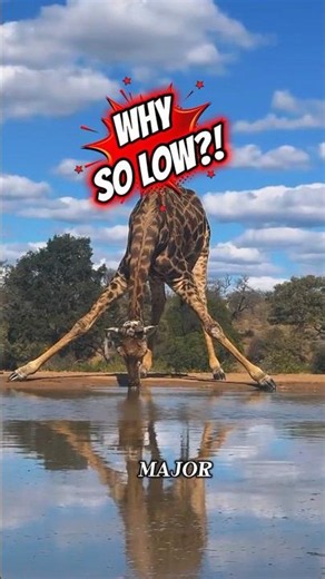 Why Do Giraffes Drink Like This?