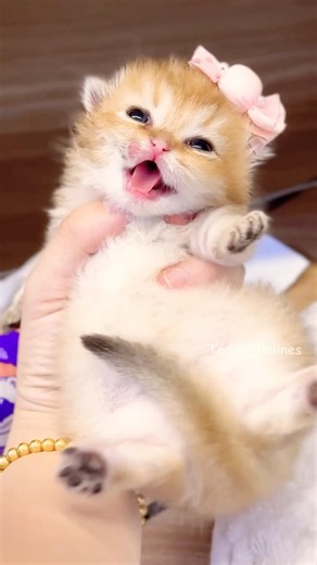 Kittens are so Adorable! 🧸😻💕 #cat #cute #cats #kitten