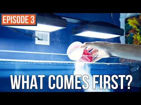 Only the Essentials - Thomas' Reef Build EP 3