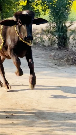 Baby Buffalo Running Like a Rocket 🐃💨 #shorts