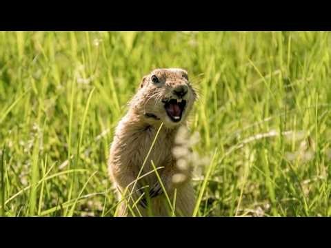 Decoding Nature - Do Animals Have Language?
