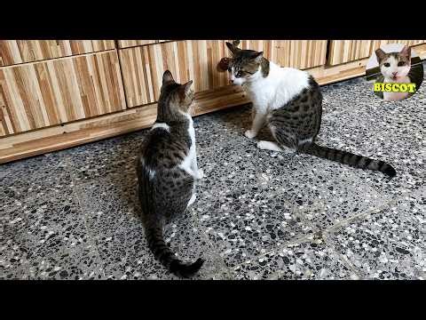My Cats Fight 😺 - Cat Vlog | Biscot Cat