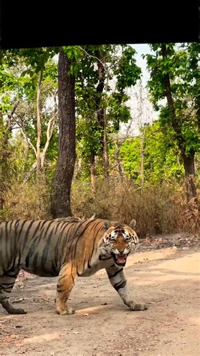 The Bengal tiger is returning after drinking water