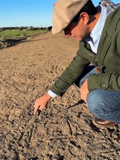 Cómo juntar vacas en parcelas diarias para duplicar el rendimiento del campo