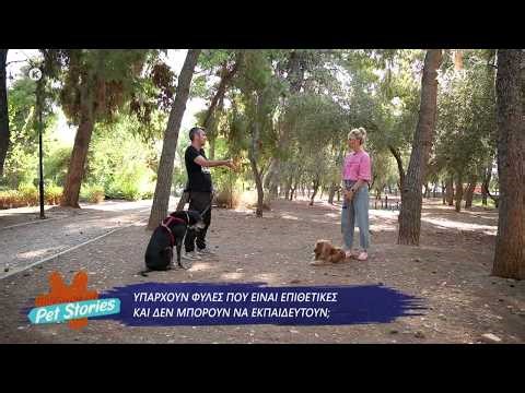 Είναι αλήθεια πως κάποιες φυλές σκύλων που είναι επιθετικές και δεν μπορούν να εκπαιδευτούν;