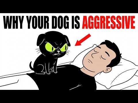 If Your Dog Is Aggressive, This Is The Reason Why & How To Fix Them