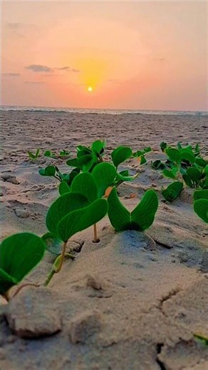 "Beautiful Sunset 4K | Cinematic Golden Hour at the Beach"#sunset #cinematic #goldenhour #nature