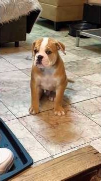 Alapaha Blue Blood Bulldog Puppy - RESERVED