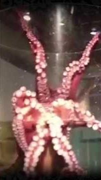 Octopuses are the World’s Greatest Escape Artists #Animals #Octopus #Ocean #Shorts