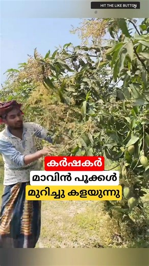 മാവിൻ പൂക്കൾ മുറിച്ചു കളയുന്നു #shortsvideo #mangotree #malayalam