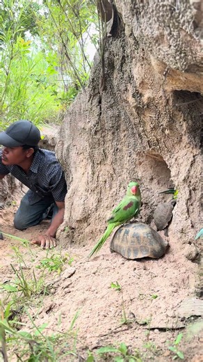 Surprised to see a parrot riding on a turtle's back.
