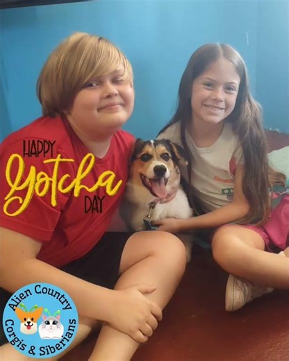 🐉Dragon Gotcha Day | Pembrokes w Tails by Alien Country Corgis & Siberian Cats