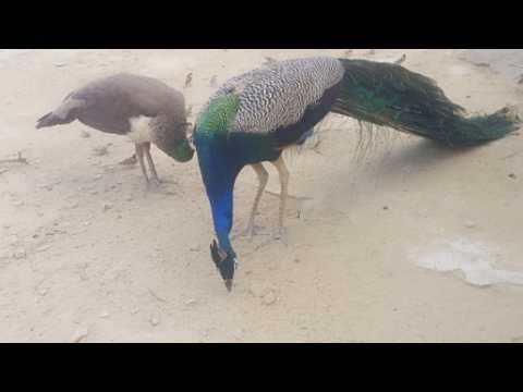 Live Peacock Watching | Beautiful Peacock Dancing & Nature Sounds | 24/7 Wildlife Live