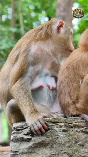 So sad — Luna, the abandoned mother monkey, is looking very quiet and lonely 🐒💔 #wildlife #reels