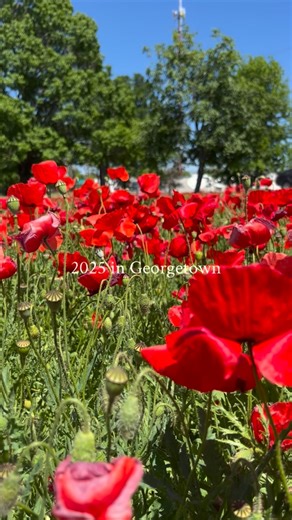 Visit Georgetown Texas on Instagram: "What a year it’s been in Georgetown, Texas ❤️ Let’s do it again next year?! Whether you visited us, call Georgetown home, or cheered us on from afar—we’re grateful for you. Wishing everyone a very happy New Year!✨ #georgetowntx #nye"