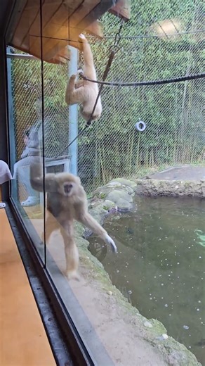 Lar gibbon - a short story