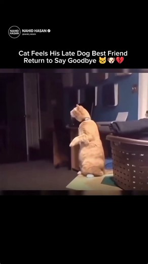 Cat Feels His Late Dog Best Friend Return to Say Goodbye 🐱🐶💔