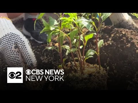 Students are buzzing this Earth Month about the importance of pollinators