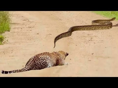Leopard mercilessly kills giant snake - check it out!