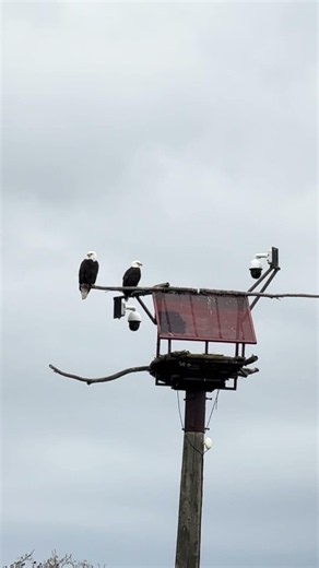 Lights! Camera! Action! It’s bald eagle season! Sat 24 Oct 2026 @HancockWildlifeFoundation