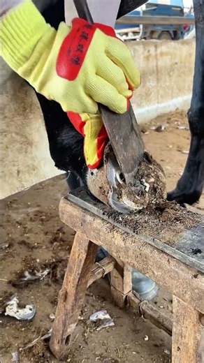 master trims donkey hooves skillfully #farming #satisfying #animals