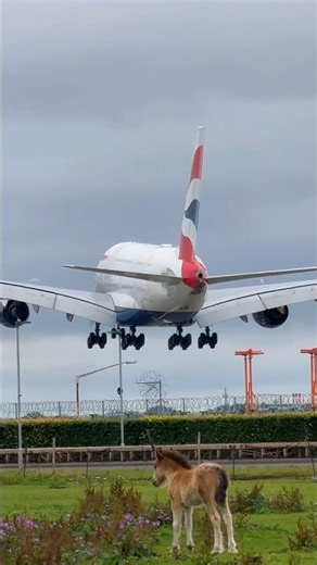 🇬🇧 Watch This Giant Airbus A380 Touch Down at Heathrow Airport! 😮✈️ #airbus #aviation #landing