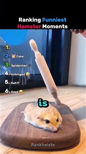 Ranking Funniest Hamster Moments
