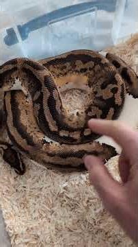 Ball Python Breeding Updates. Pastel Yellow Belly Pied Het Burgundy Albino